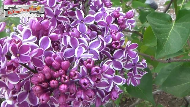 Lilac Flowers Made our House Amazing Smell: Aroma of the Day смотреть онлайн