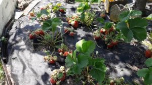 Хепил - клубника (Итальянский сорт), позднего срока созревания