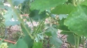 КМ Мармеладный селекции Писанки ОМ 2019г