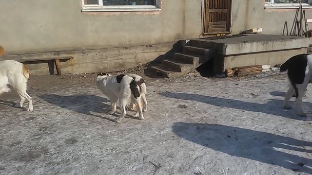 Бугай Алабай. Продаются щенки 4 мес. смотреть онлайн