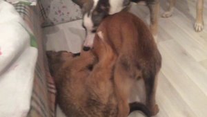 Щенки 3 мес (дворняги)