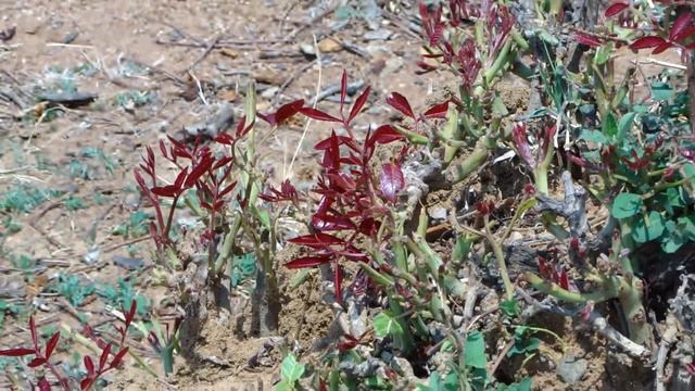 Medicinal Herbs used in Agrohomoeopathy Experiments. Part-4 © Pankaj Oudhia смотреть онлайн