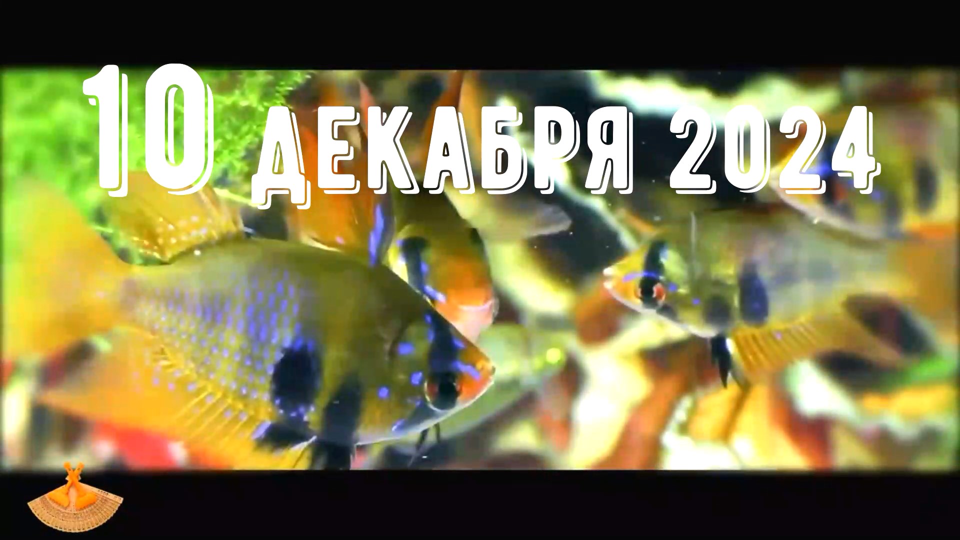 Грабли веерные Для любителей канала Грабли Live 10 12 2024 смотреть онлайн