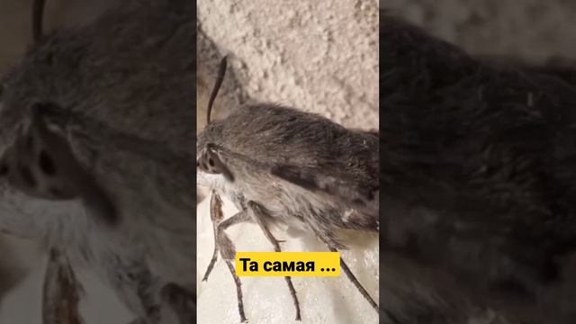 Та самая бабочка колибри!!!!