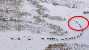 Как передвигается волчья стая? Волки Северной Канады. Самые большие и сильные волки в мире