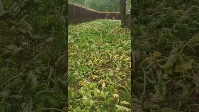 Как уничтожить борщевик смотреть онлайн