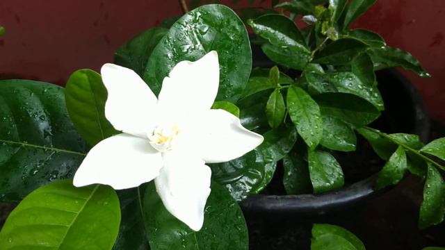 Cape Jasmine - Gardenia Jasmine - ဇီဇဝါ смотреть онлайн