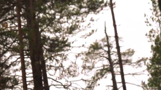 Осенняя охота! Глухарь, рябцы, брусника! смотреть онлайн