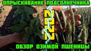 Опрыскивание и обзор подсолнечника 2022. Обзор пшеницы 2022.