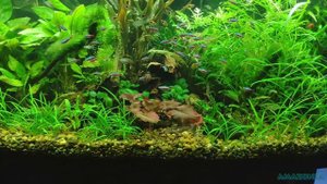 Сайдекс: через месяц применения