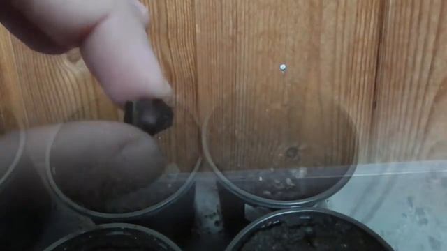 Моринга/  выращивание из семян