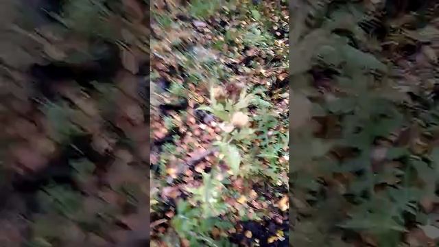 Утонул в болоте смотреть онлайн