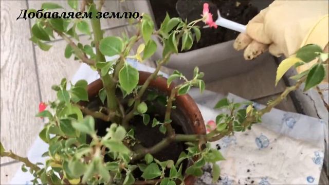 Бальзамин (Ванька мокрый). Пересадка. Что делать, если листья пожелтели и облетают.