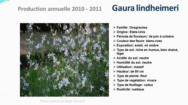 conseils jardinage :Gaura lindheimeri: fiche technique plante annuelle смотреть онлайн