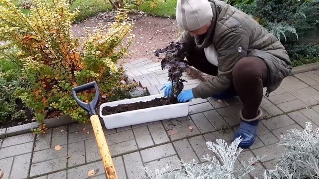 КОЛЕУС - украшение клумб и дорожек. Учимся сохранять до весны. смотреть онлайн