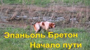 Эпаньоль Бретон #1 Начало пути. Прогулка с Кетнером   бретонский эпаньоль