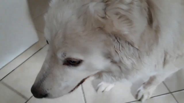 Sheep dog throws a temper tantrum for cuddles смотреть онлайн