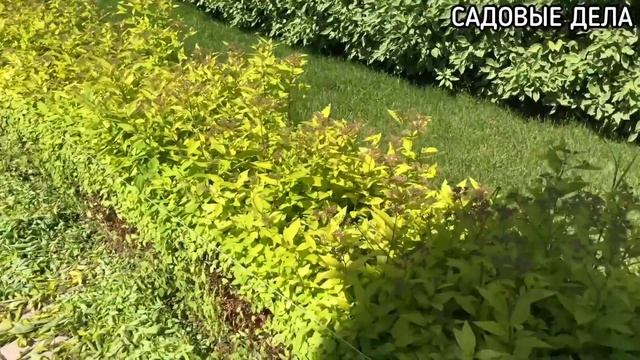 Как стричь живую изгородь из спиреи? | САДОВЫЕ ДЕЛА