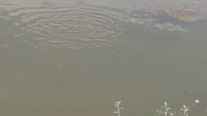 Балик бокиш сирлари жонли