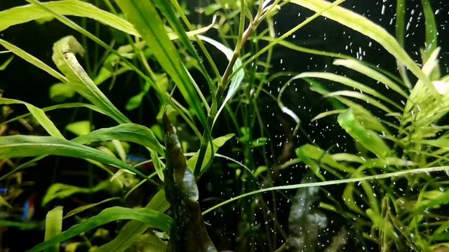 ЭХИНОДОРУС НЕЖНЫЙ. СОДЕРЖАНИЕ И РАЗВЕДЕНИЕ смотреть онлайн