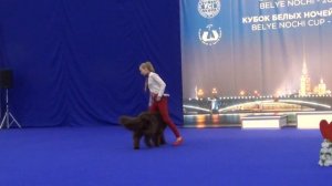 Швецова София Ньюфаундленд Funnewf Atlantika Открытый-Фристайл