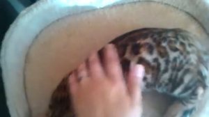 Бенгальские коты