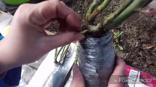 Обзор роз. Обзор участка, мои планы смотреть онлайн