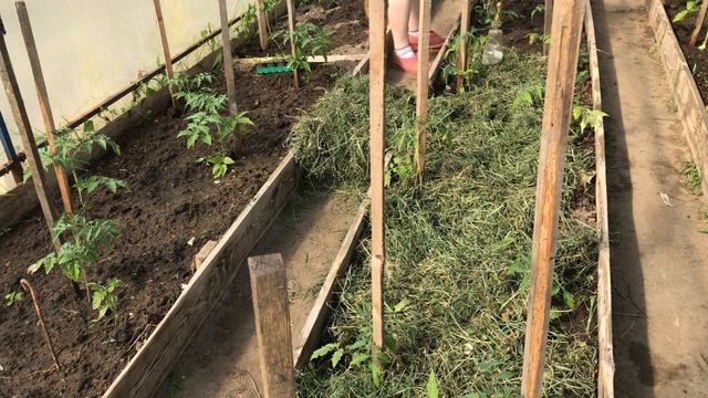 Уход за помидорами в теплице После высадки  Подкормка обработка