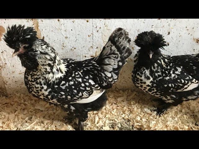 Наши породистые Куры