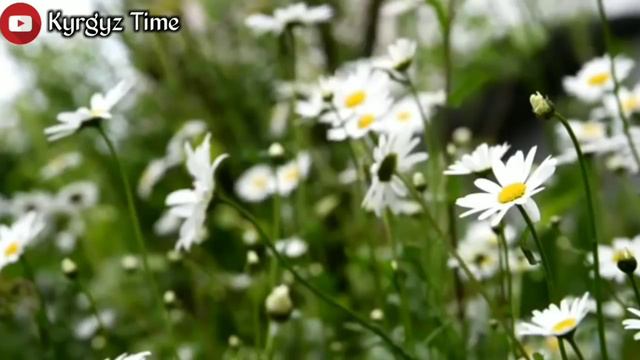 Шумкар Бейшеналиев ВАЙНЕР;Сүйгөнүмдү ДАГЫ Деле Таба Элекмин😭 смотреть онлайн