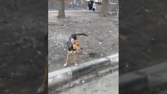 Собака боксер смотреть онлайн