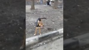 Собака боксер