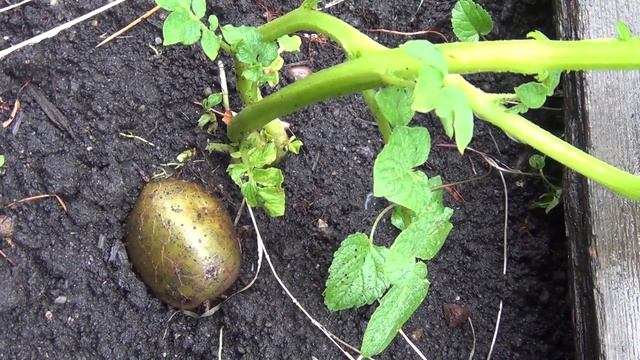 окучивать картошку зачем Ответ в видео окучивание картофеля