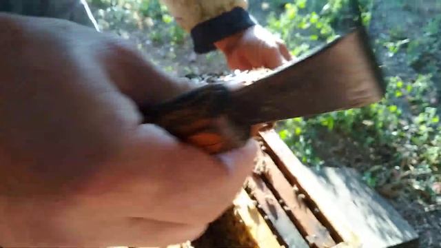 Перестали ли пчелы кормить матку в нижнем корпусе при полном обновлении гнезда светлой сушью? смотреть онлайн