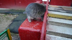 Domestic cat of BARSIK... Дворовый кот БАРСИК...