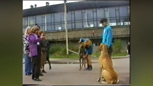 Выставка собак. Немецкий Дог. Клуб Служебного Собаководства Санкт- Петербург 1994.