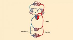 Большой круг кровообращения