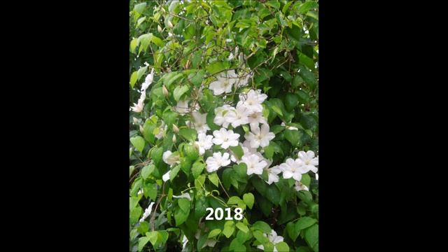 Мои клематисы. Лето 2022. Часть 5. "Ветераны".