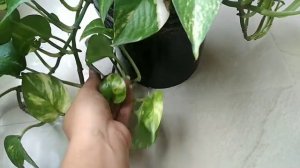 Top 7 Low maintenance Indoor plants/Easy to grow colorful foliage plant for beginners #indoorplants