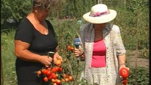 Дом, сад, огород  Плакучие формы деревьев