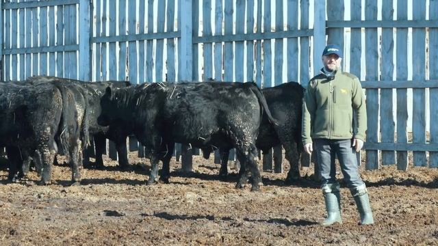 КАК ПРАВИЛЬНО ПОДОБРАТЬ БЫКА – ПРОИЗВОДИТЕЛЯ? @agroblog_kz8356 @ArsenIslamovandhiscattle смотреть онлайн