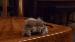 Привет я Лукас