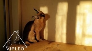 Каракал котята от VIPLEO®