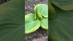 Hosta Final Victory!