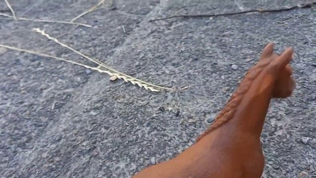 Каждый год лошади дают разное количиство слов. лошади шляйх смотреть онлайн