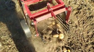 картофелекопалка км 1, урожай 2022 г