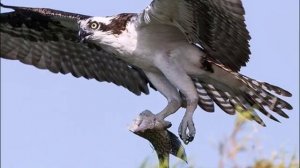 Заповедник Лебяжий остров, Крым