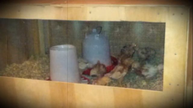 Самостоятельное выращивание цыплят в домашних условиях смотреть онлайн