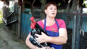 Как правильно выбрать петуха на племя. Сколько петухов должно быть в стаде.