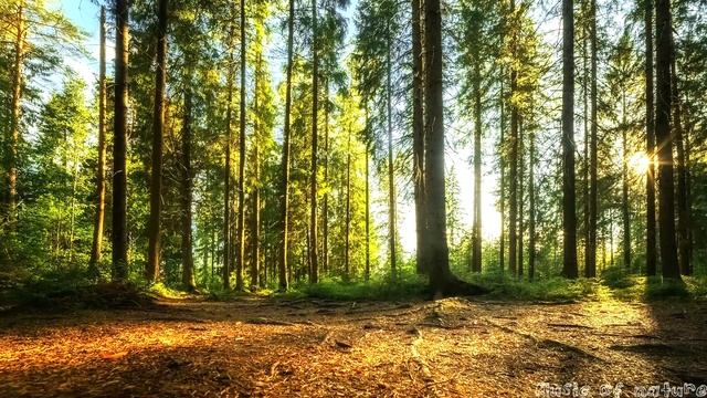 Летний солнечный лес/звуки леса смотреть онлайн
